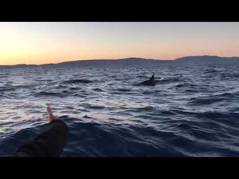 Orcas em Sesimbra