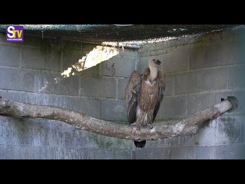 Animais selvagens feridos ou doentes ganham segunda vida no Centro de Recuperação de Santo André