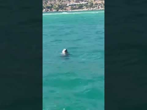 Foca surpreende visitantes nas praias de Setúbal