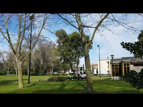 Abate e poda de árvores Parque Montijo