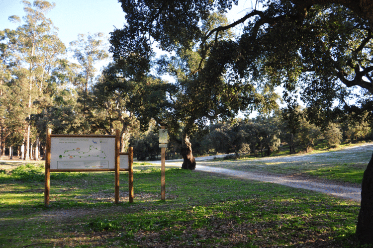 Featured image for Barreiro's Mata da Machada Gets €500k Boost: What the National Forest Upgrade Means for Investors